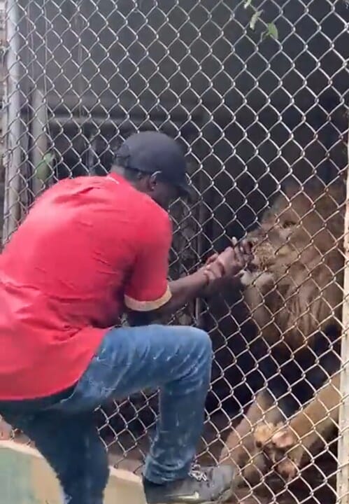HORRIFIC SCENE AS LION CHOPS UP MAN'S FINFER IN A JAMAICAN ZOO, HORRIFIC SCENE AS LION CHOPS UP MAN&#8217;S FINFER IN A JAMAICAN ZOO, INFINITY LOADED
