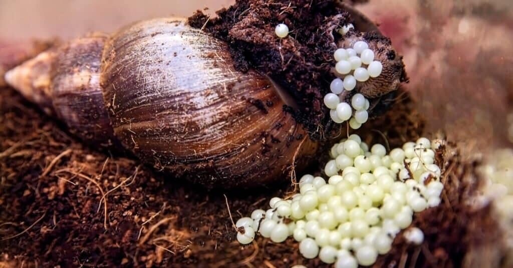 Comprehensive Guide On How To Hatch Snail Eggs From Start To Finish, INFINITY LOADED Comprehensive Guide On How To Hatch Snail Eggs From Start To Finish, Comprehensive Guide On How To Hatch Snail Eggs From Start To Finish, INFINITY LOADED