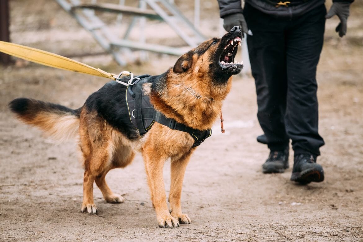 11 Ways To Train An Aggressive Dog Against Intruders And Strangers, 11 Ways To Train An Aggressive Dog Against Intruders And Strangers, INFINITY LOADED