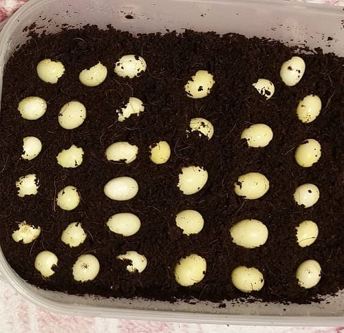 Comprehensive Guide On How To Hatch Snail Eggs From Start To Finish, Comprehensive Guide On How To Hatch Snail Eggs From Start To Finish, INFINITY LOADED