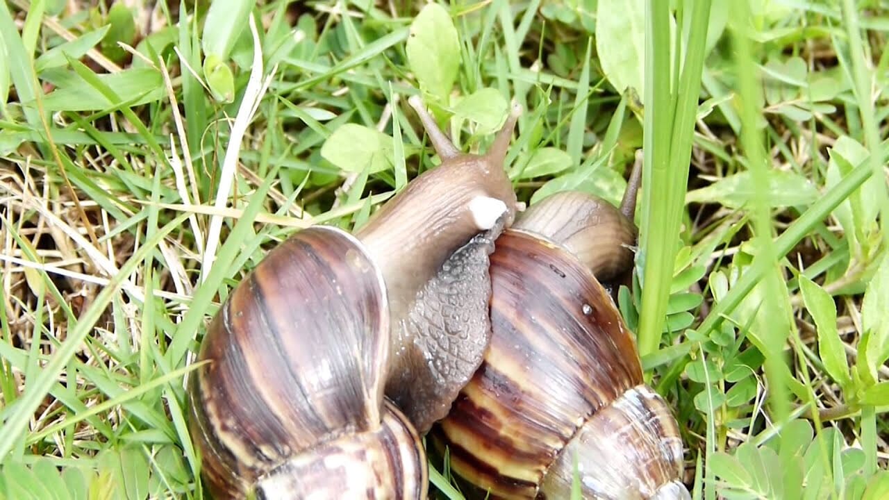 Comprehensive Guide On How To Hatch Snail Eggs From Start To Finish, Comprehensive Guide On How To Hatch Snail Eggs From Start To Finish, INFINITY LOADED